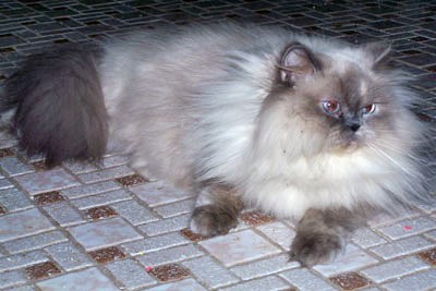 chinchilla himalayan cat